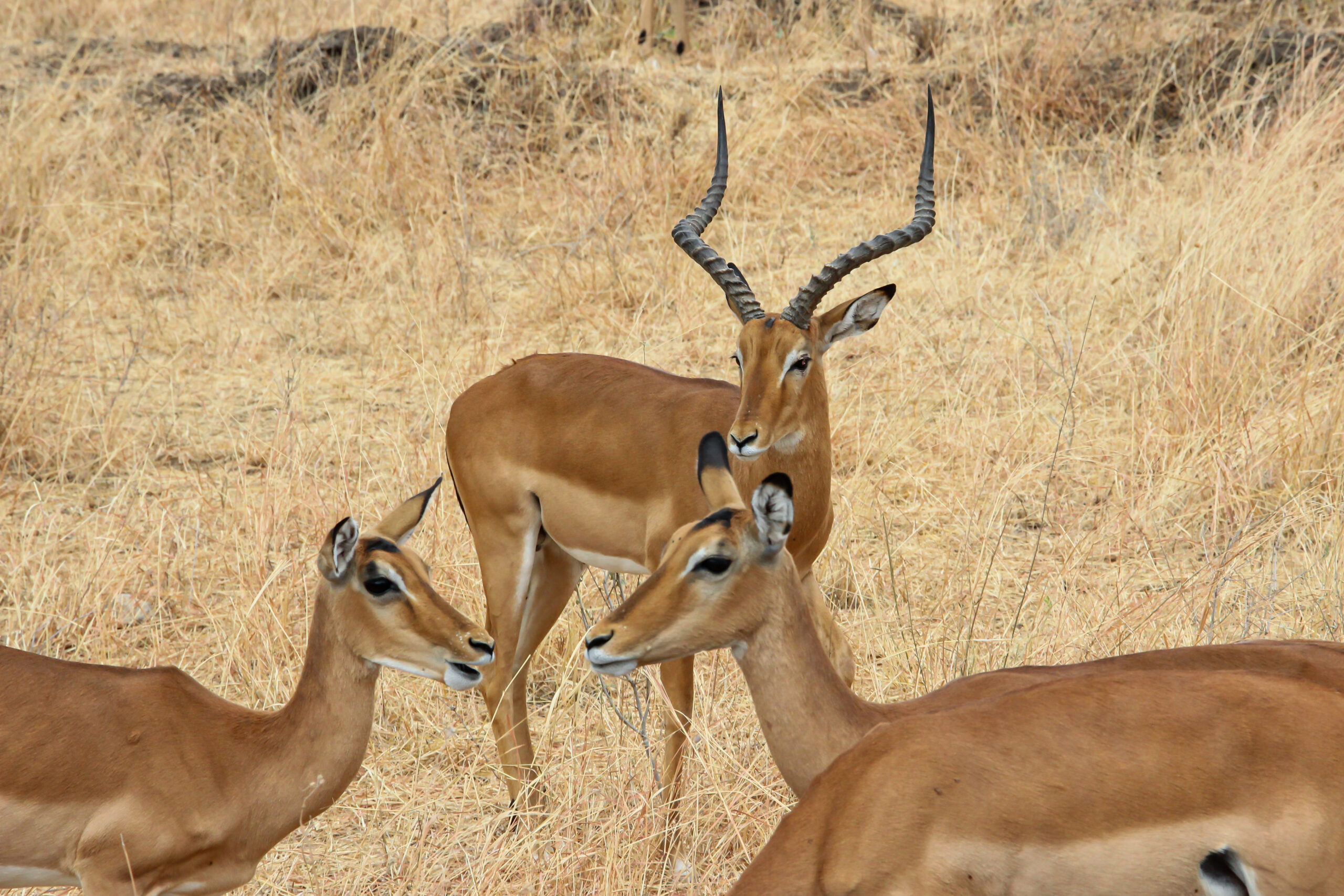 Beauty of wildlife by Camille Massida Photography